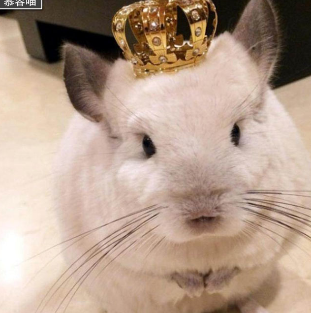 原创萌翻大众的龙猫到底是什么动物和把它作为宠物该怎样饲养呢