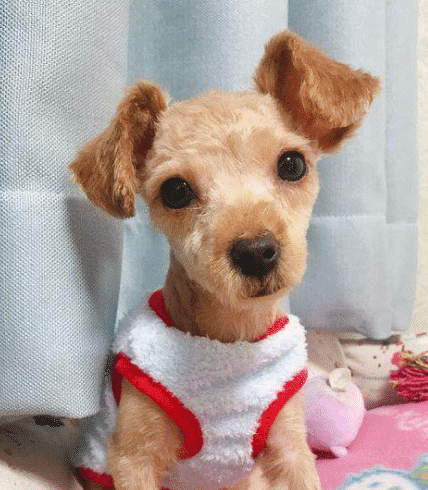 买了一只茶杯泰迪给父母,半年后父母要送人:这狗越长越大了