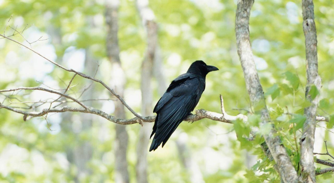 世界上真的有命中宿敌吗_乌鸦_气枪_活动