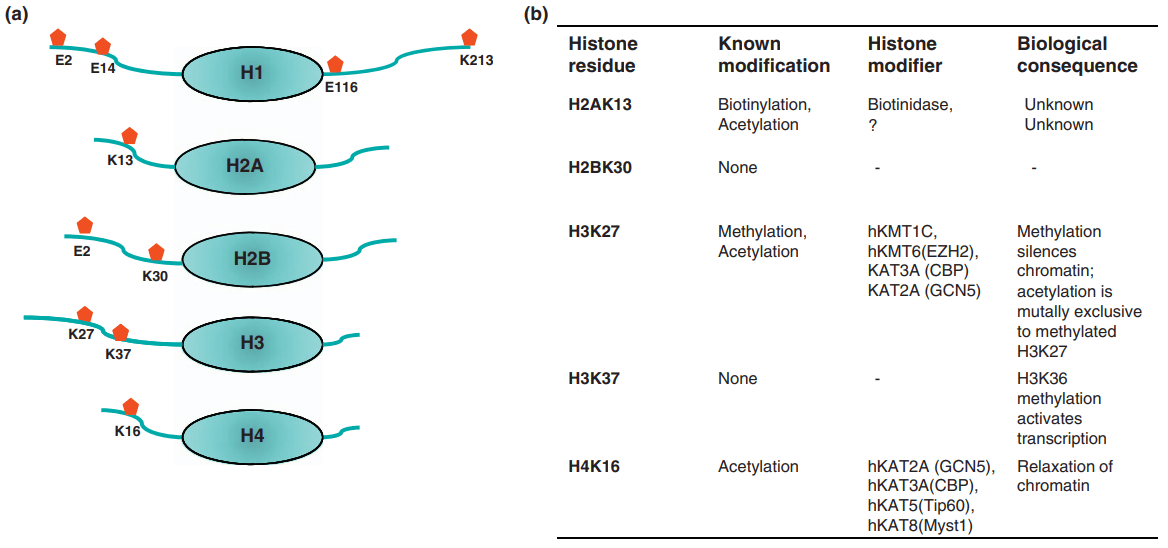 图5 组蛋白中的adp-核糖基化修饰残基[6]所有核心组蛋白和连接组蛋白