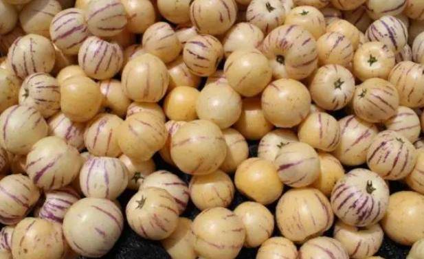 原创经常吃人参果4个好处或会悄然而至但有3类人不能随便吃