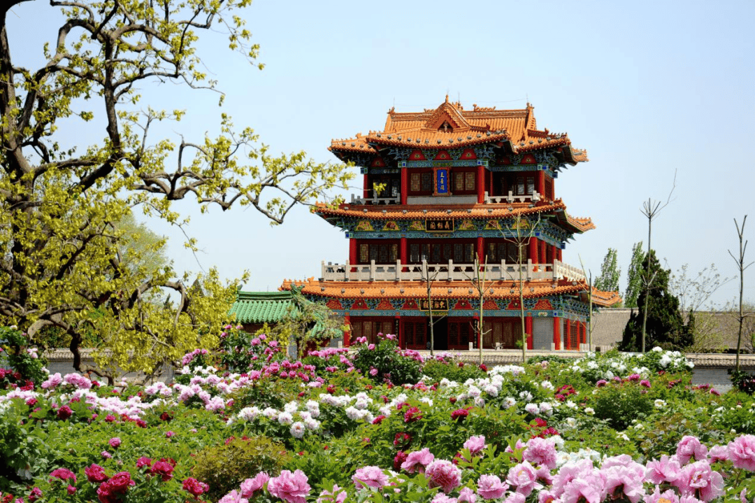 老菏泽人带你玩转各大牡丹园!_曹州_品种_百花园