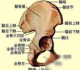 躯干包括身材部,腰部,裆部,其中下腹部是最新的的部位.