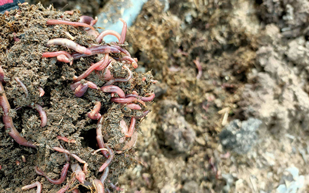 原创绝户式捕蚯蚓一斤卖上百元养活了地龙仪产业链咋回事