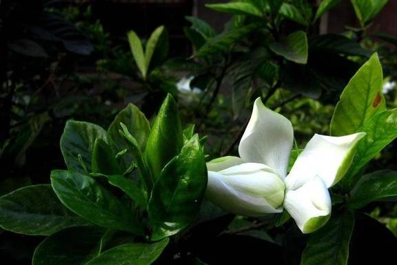 植株_时候_长势