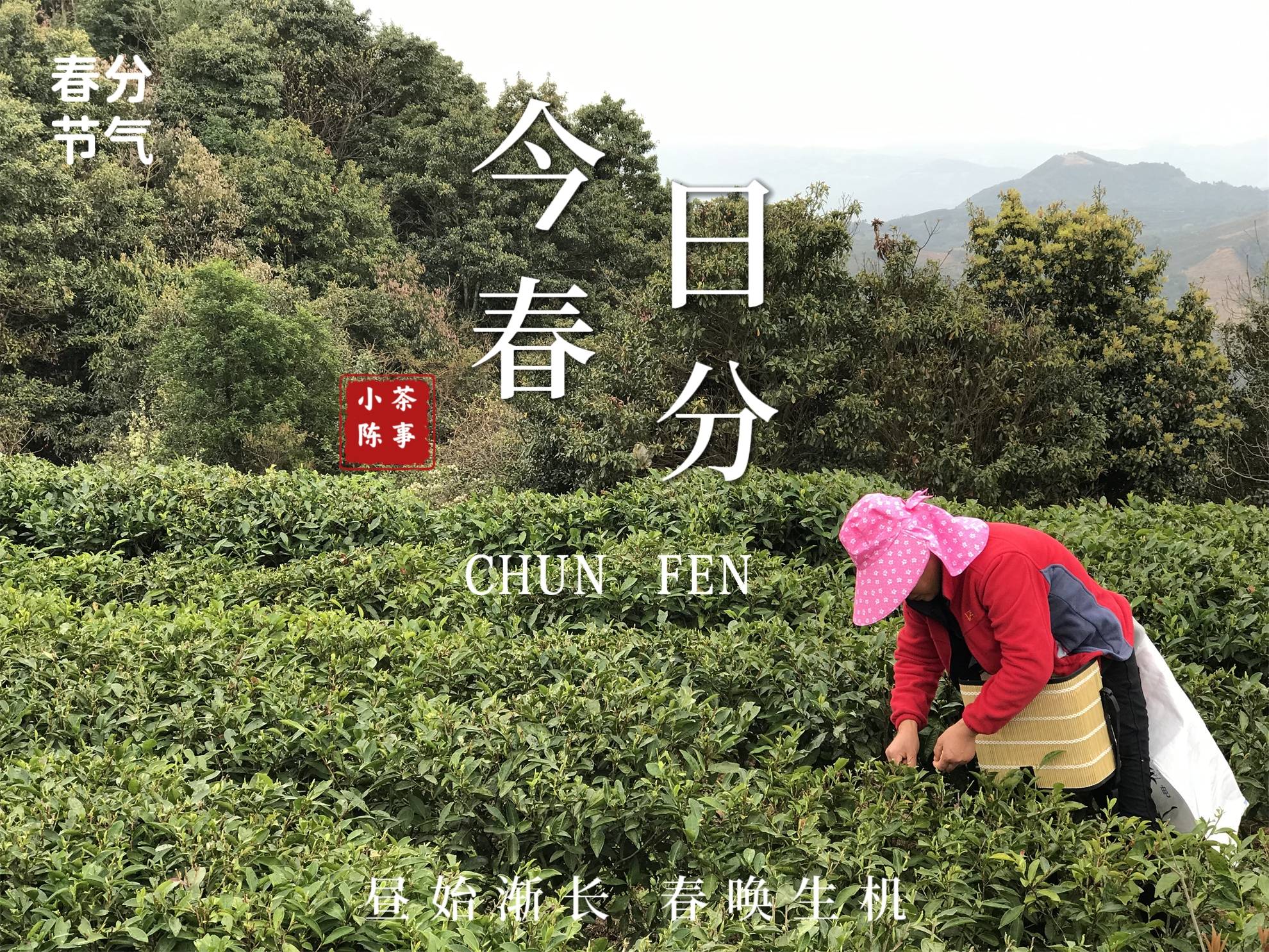 原创十家卖荒野茶的九家都是假货荒野白茶为什么这么多坑