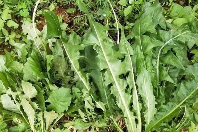 保树苗蒲公英也叫婆婆丁,含有非常多的维生素,主要具有清热解毒的功效