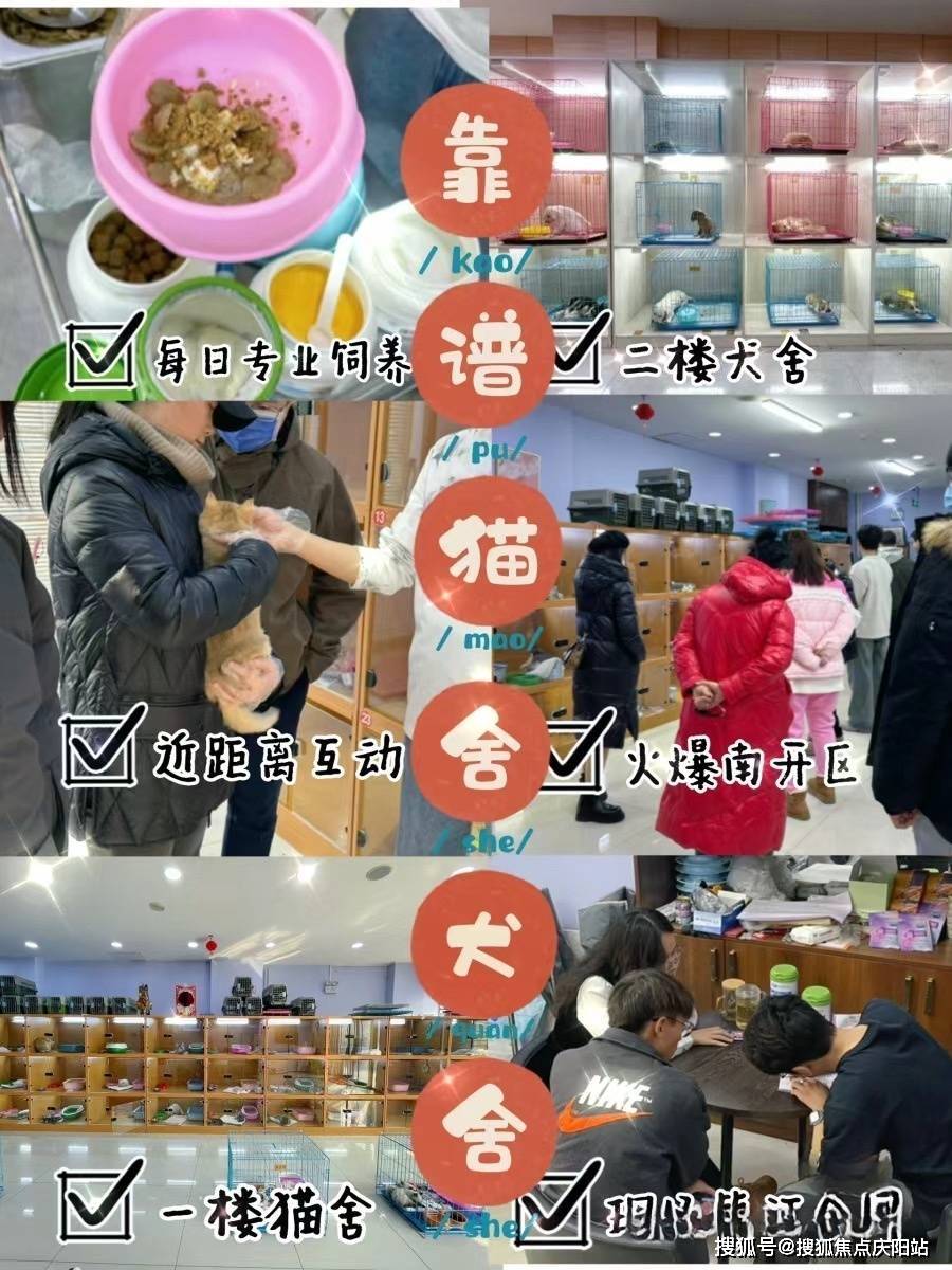 小家伙们正值青少年时期(2-3个月年龄,养宠的黄金年纪,还傻萌傻萌的呢