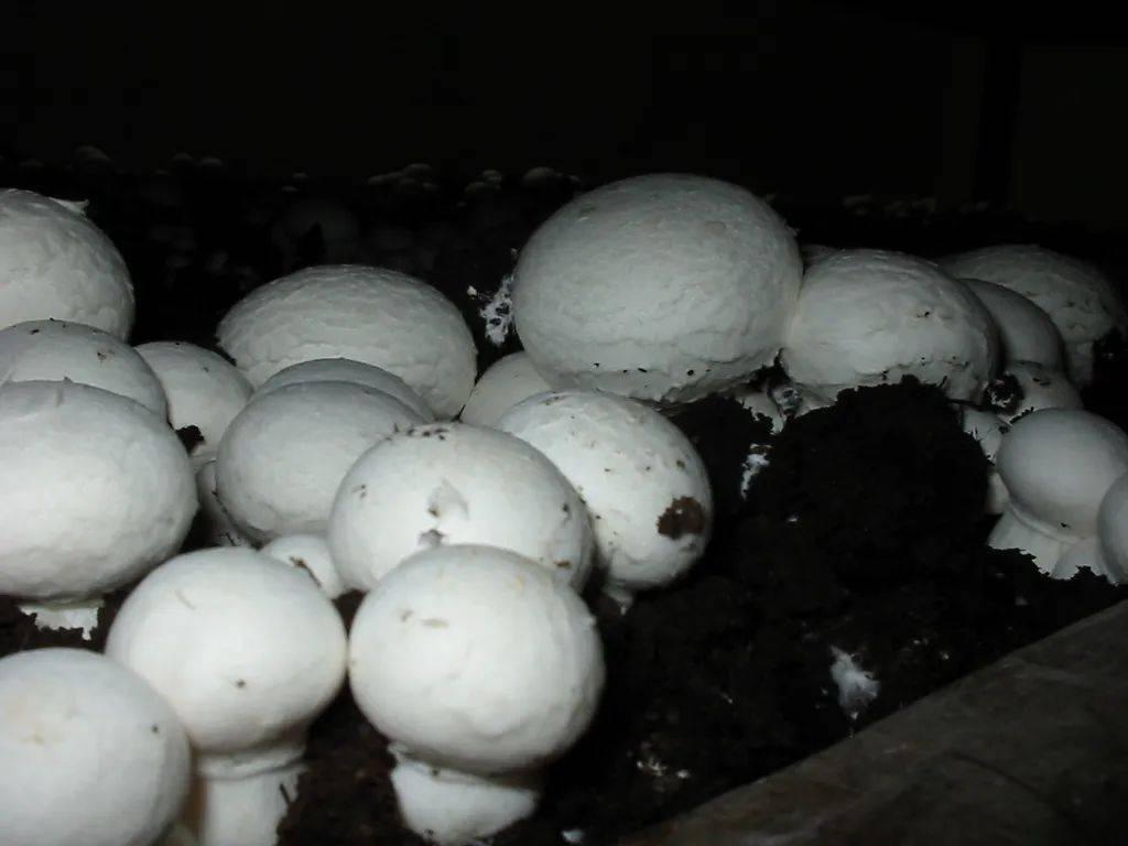 电视剧《山海情》中种植的蘑菇——双孢蘑菇agaricus bisporus (图片