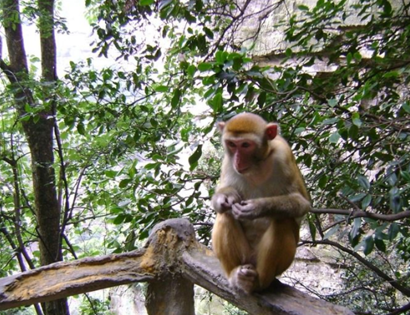 猕猴_景区_猴子