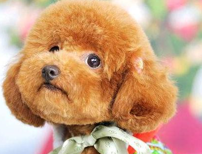 原创这样饲养泰迪是在刑罚它快点改正吧