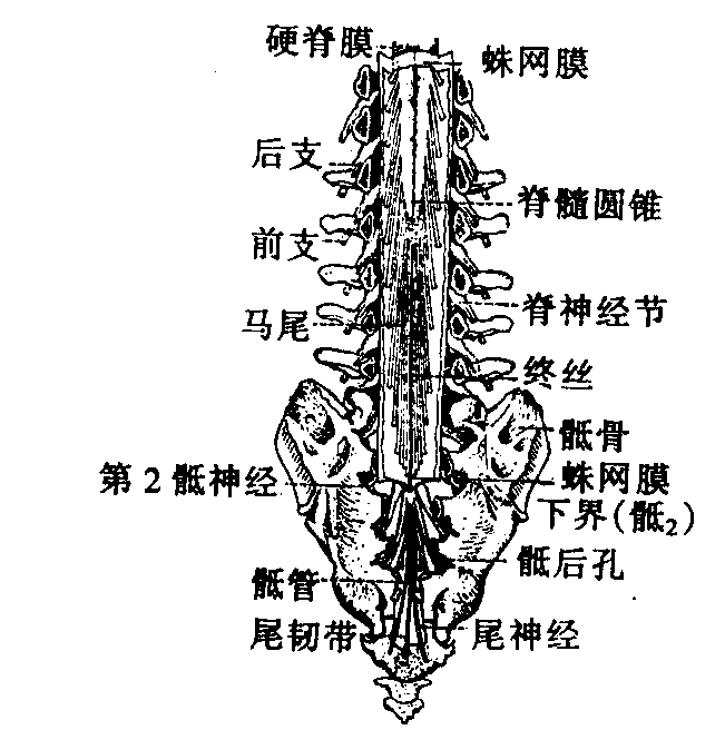 骨性结构变异压迫马尾神经