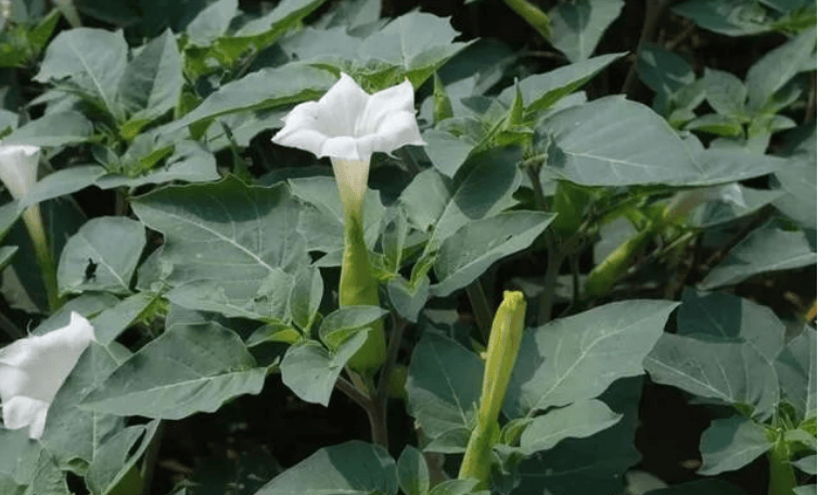 押不芦花图片