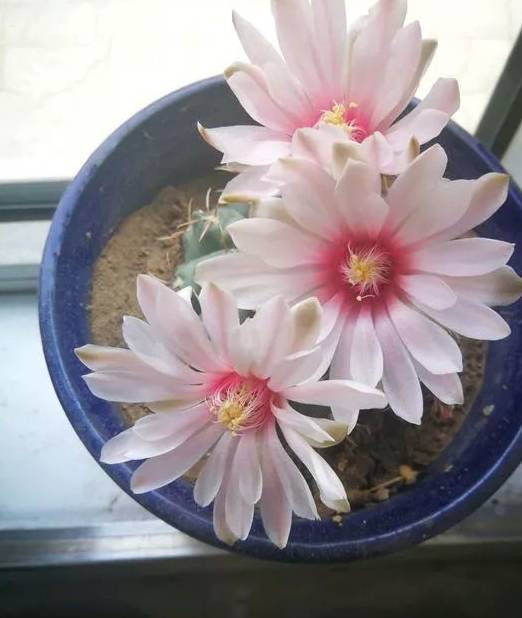 2种仙人掌"爱开花",花一开一大片,比蟹爪兰还要好看!