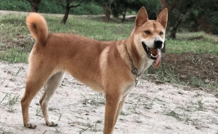 如果您被土狗的这些优点吸引,想要养一只,该如何选择呢?