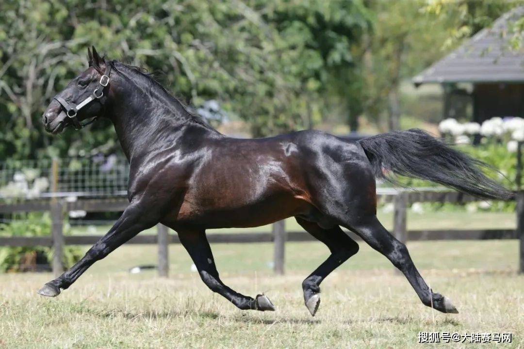 新疆将迎来一匹世界级顶尖血统走马!王国福新西兰拍卖会重金购入!