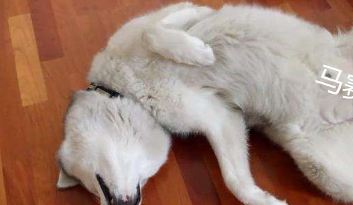 哈士奇依旧犯"二",金毛"精"的出奇!_表情_小时候_什么