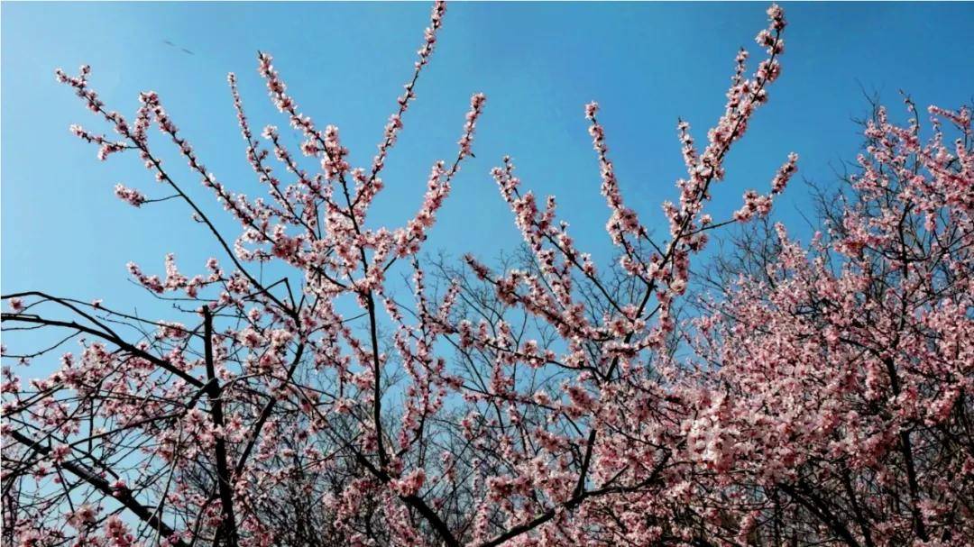 桃花灼灼快来接住春天的浪漫