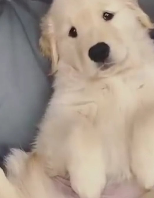 这是金毛看铲屎官的表情,慵懒的表情中带着溺爱,让铲屎官有一种恋爱的