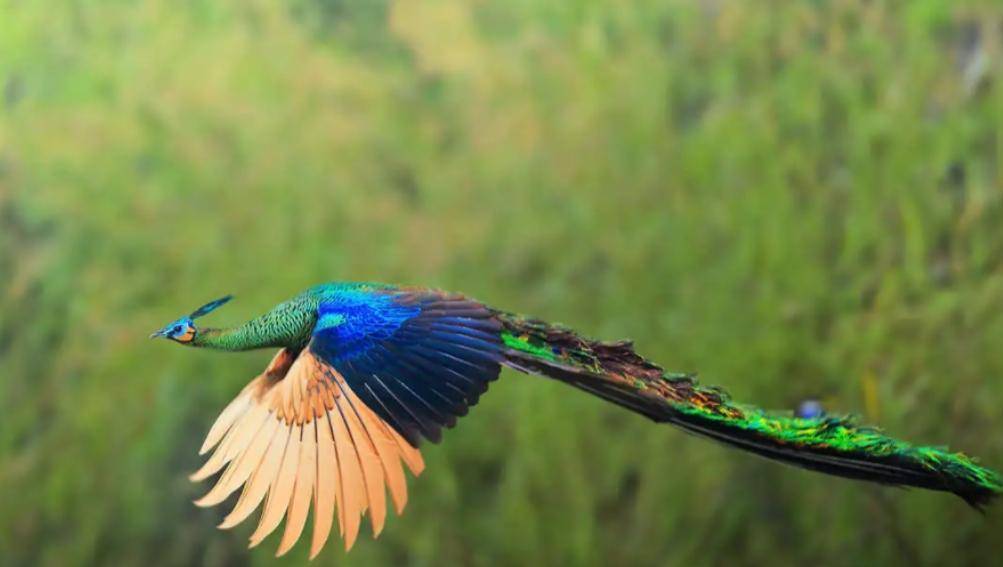 原创2020年全国不足500只的绿孔雀逼停云南玉溪价值39亿水电项目