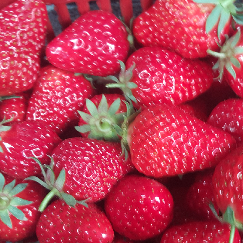 原创韩国姑娘来中国买草莓挑两颗就结账老板急眼送你了不要钱