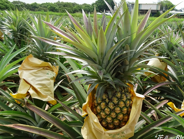 凤梨是菠萝吗?今天终于弄明白了 店家:以后别再瞎买水果了_美味_消费_