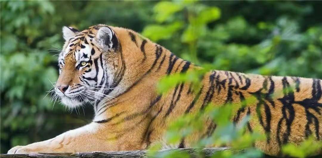 19年前为什么中国要把2只华南虎送到南非养后来怎么样了