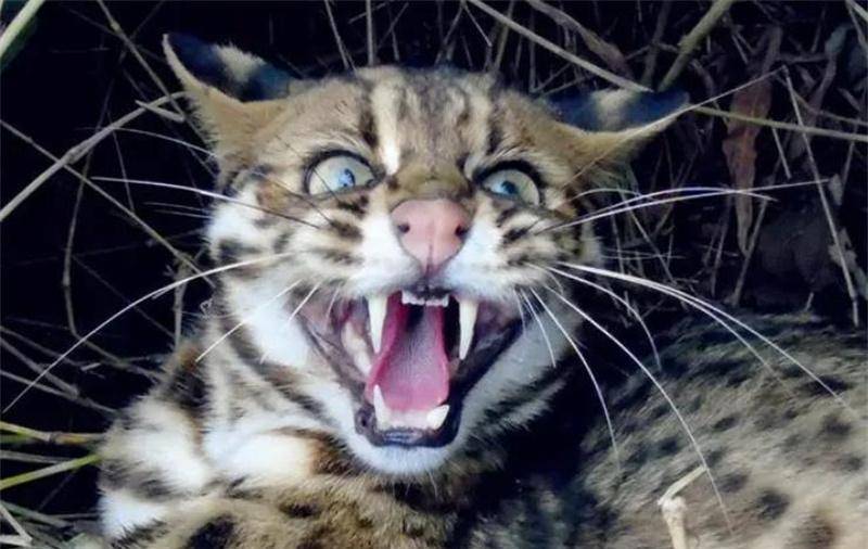 2020年广东老太养了一只猫越喂越不对劲生物老师看后激动不已