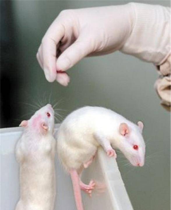 原创美国将8只白鼠放进乐园放任1588天后科学家发现不太对劲