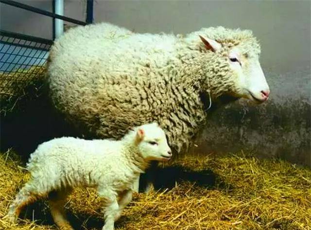 原创为什么现在很少提克隆了看下绵羊多莉的一生或许就会明白