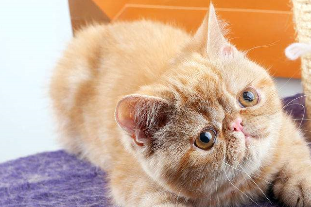 加菲猫偏瘦要怎么补充营养