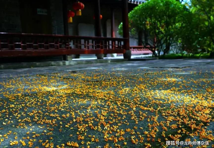 龙吟师傅:家里种桂花树你需要了解的一些风水禁忌