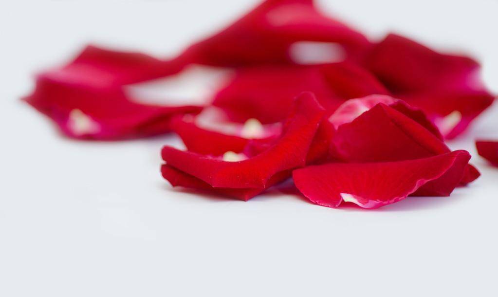 原创夜莺与玫瑰艺术与美感的融合是王尔德对唯美主义的贯彻