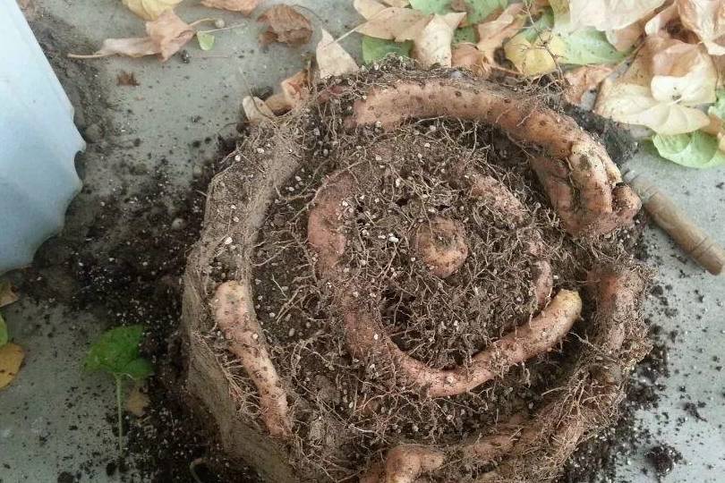 山药_花盆里_花生