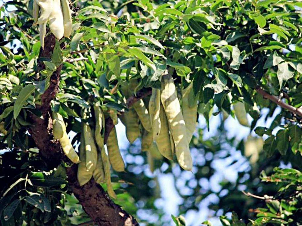 皂角果实经过温和的热水熬煮后,会产生如同肥皂般的丰富泡沫,利用这些