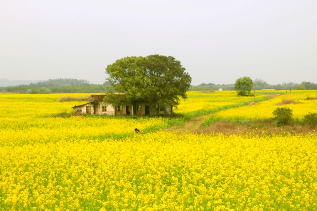 东莞油菜花景点图片