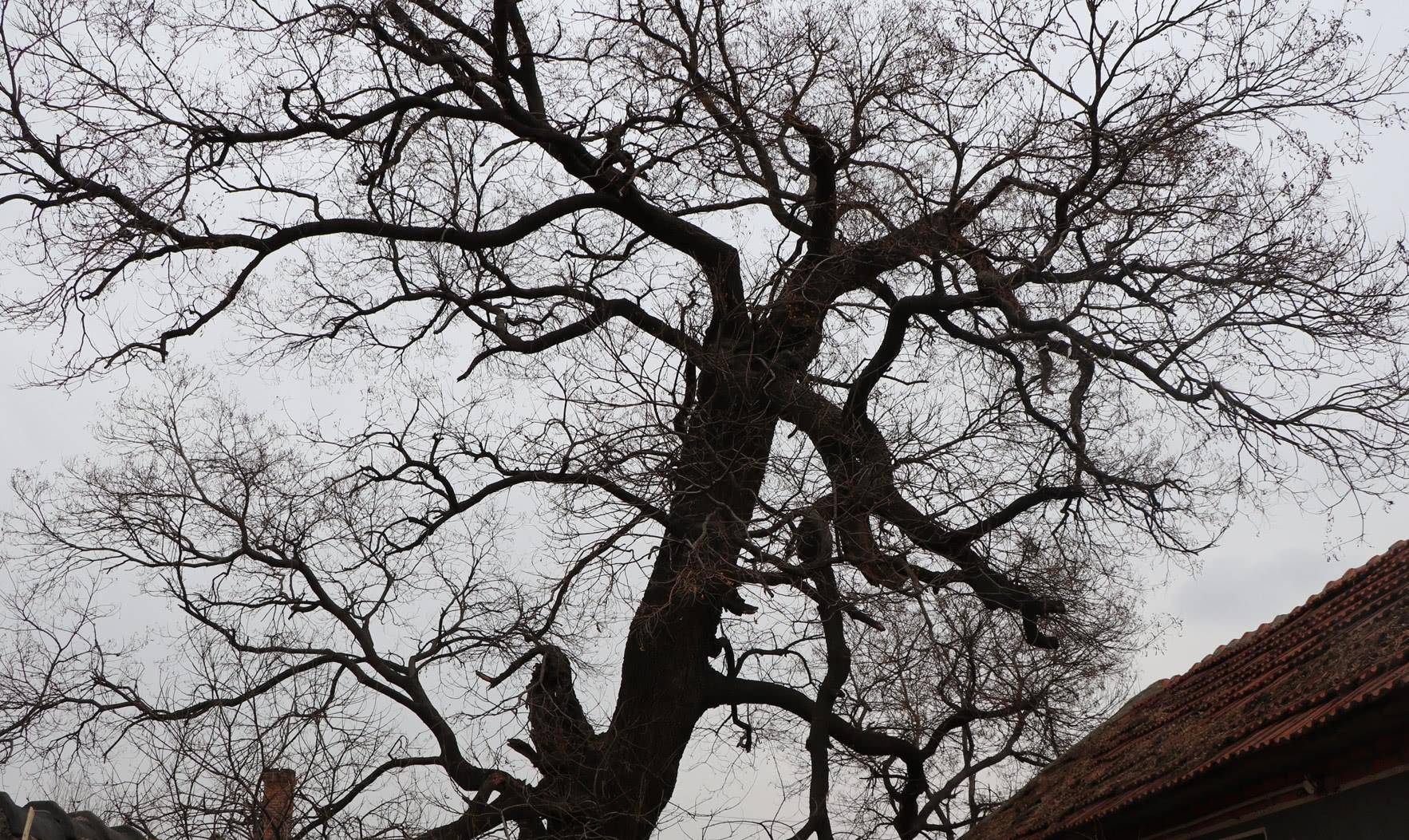 看全真教王处一的见闻_倪家庄_县志_倪姓