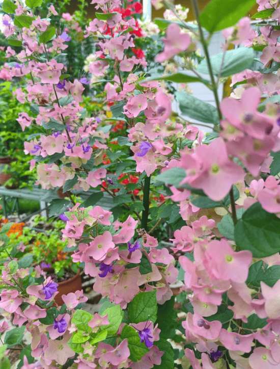 蓝妖:粉苞冬红花怎么养护和管理才能开花,答案就在这!