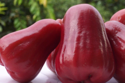 南方"最奇葩"水果,一年结果最高可达6次,网友:吃过太失望_莲雾_名字