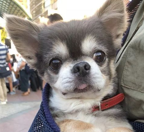 撒娇的吉娃娃也太可爱了吧!