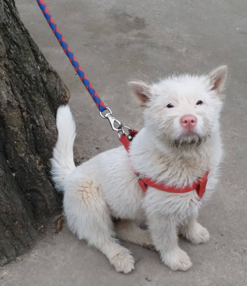 猎犬_川东_凉山