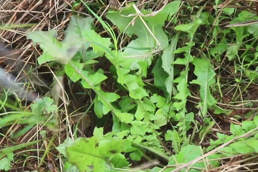 壁纸 植物 蕨类 902_602
