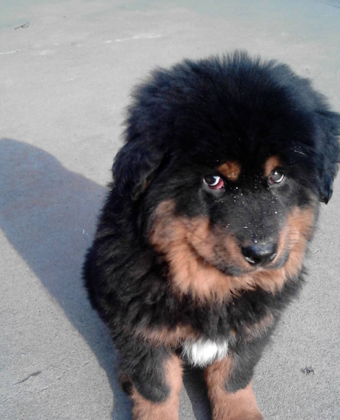 猎犬_川东_凉山