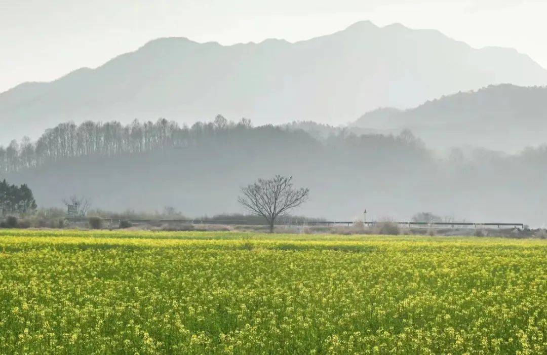 春游江淮请您来泾县油菜花真的很哇塞