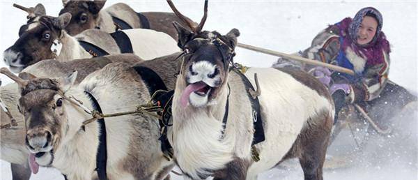 想出一主意,将一批动物卖给中国人,中国被坑惨_俄国_沙俄_皮毛