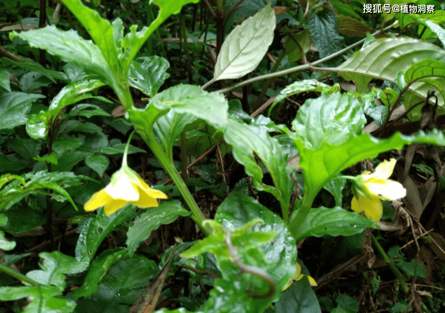 植物_食用_芳香