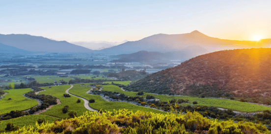 十八罗汉都是谁智利葡萄酒的顶端代表