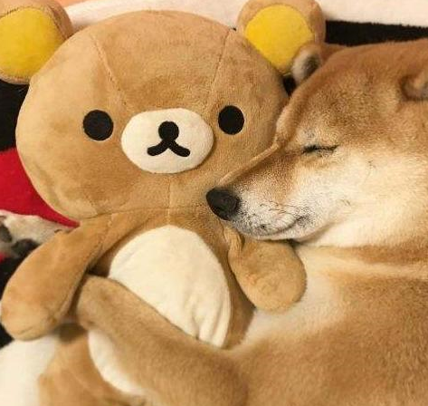 原创还在吐槽柴犬贵看完这5点你会发现物超所值