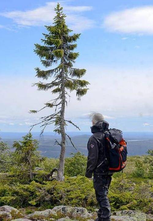 和人类相比,"绛雪"其实已经够长寿了,毕竟人拼尽全力也活不了700年,古