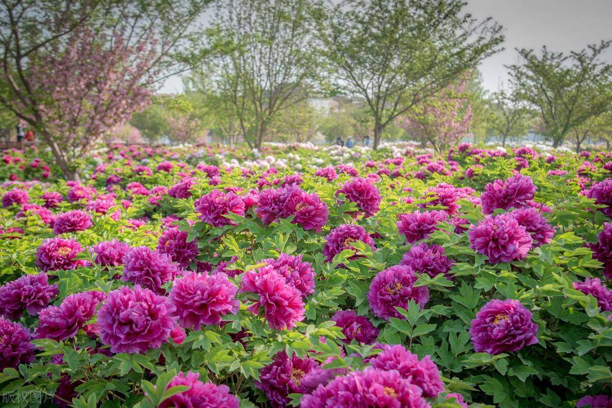 葫芦岛牡丹园图片